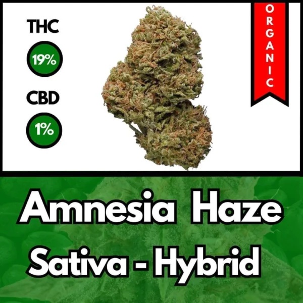 Amnesia Haze