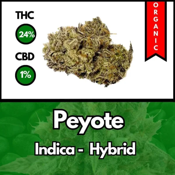 Peyote