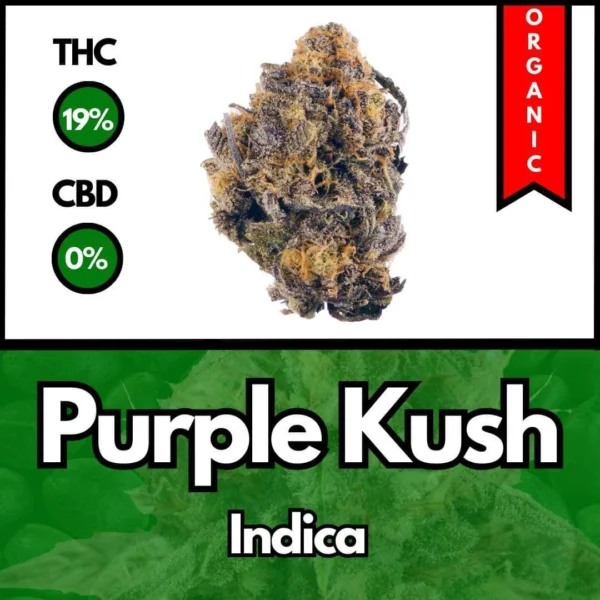 Purple Kush